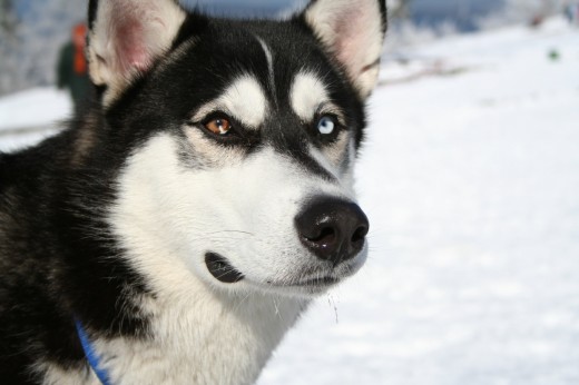 Эскимосская лайка - Опасная собака