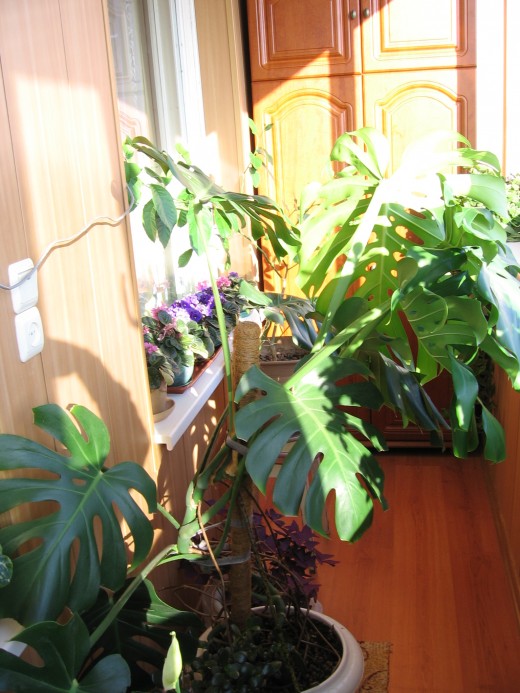 Фэн-шуй и комнатные растения