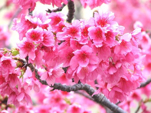 Праздник цветения сакуры в Вашингтоне