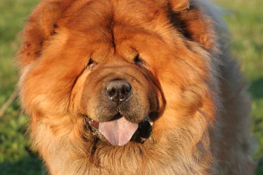 Топ-10 самых опасных собак в мире: разбираемся с мифами и реальностью