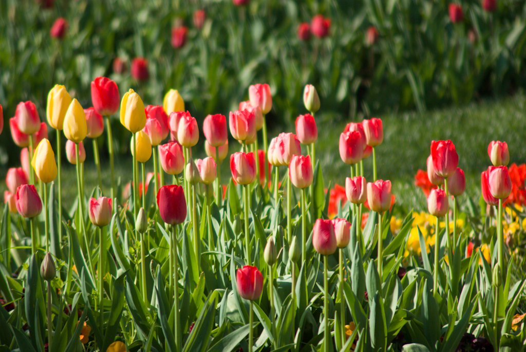Когда вырастают тюльпаны. Раннецветущие тюльпаны. Тюльпаны растут. Тюльпаны в траве. Цветение тюльпанов.