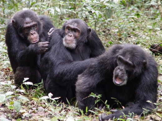Шимпанзе более генетически разнообразны, чем люди