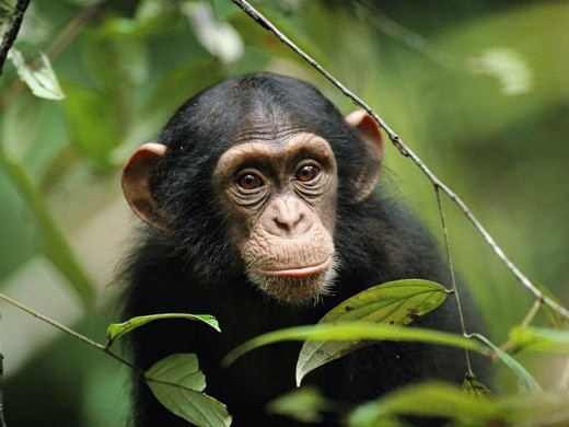 Прорыв в эволюции: от облучения обезьяна станет человеком