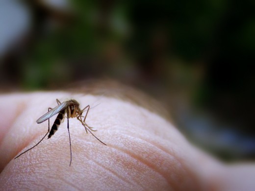 Праздник комаров отметили в Италии