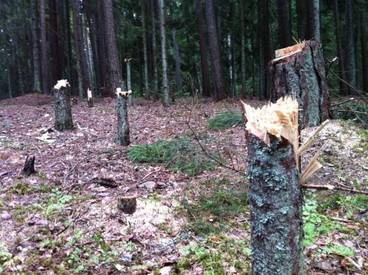 Дело о незаконной рубке леса посчитали необоснованным