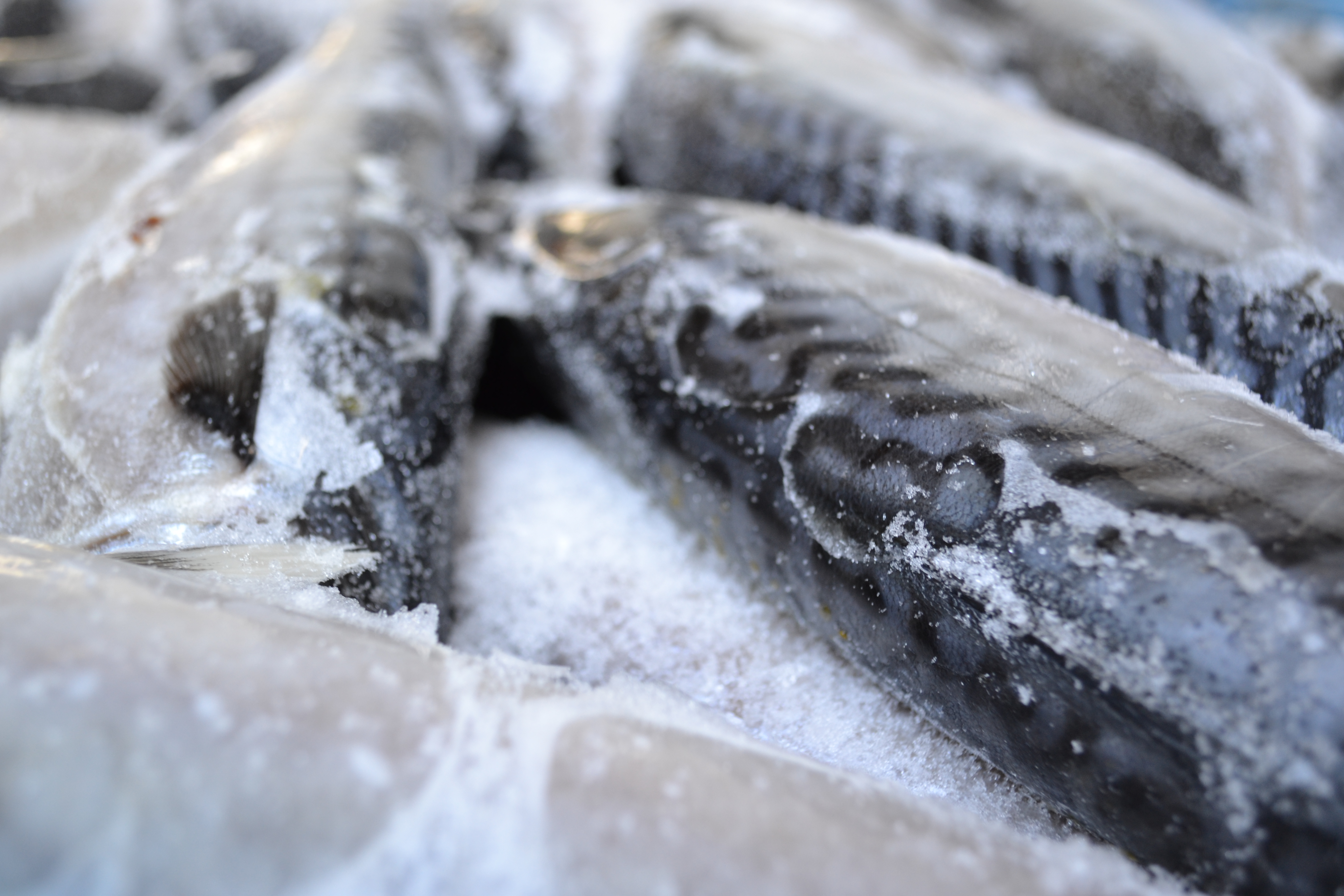Охлажденная и мороженая рыба. Свежемороженая рыба. Мороженная рыба. Рыба заморозка. Замораживание рыбы.