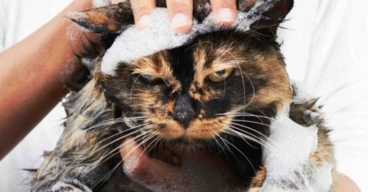 Можно ли использовать собачий шампунь кошкам: важность кошачьей кожи