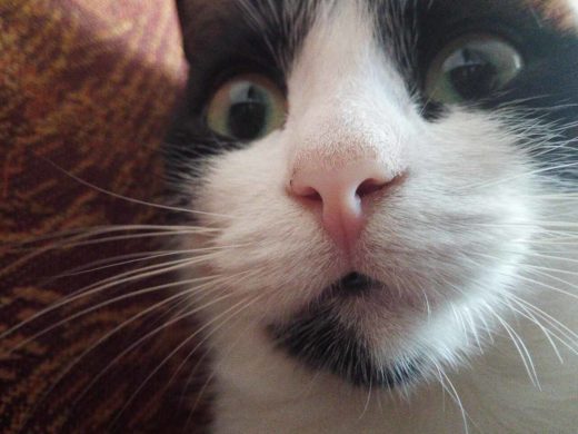 Мокрый нос у кошки – это нормально?