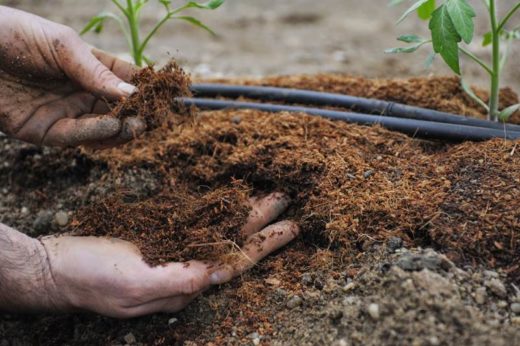 Виды почвы и требования растений: секреты идеального сада
