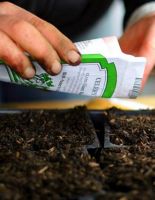 Как купить семена, чтобы урожай радовал