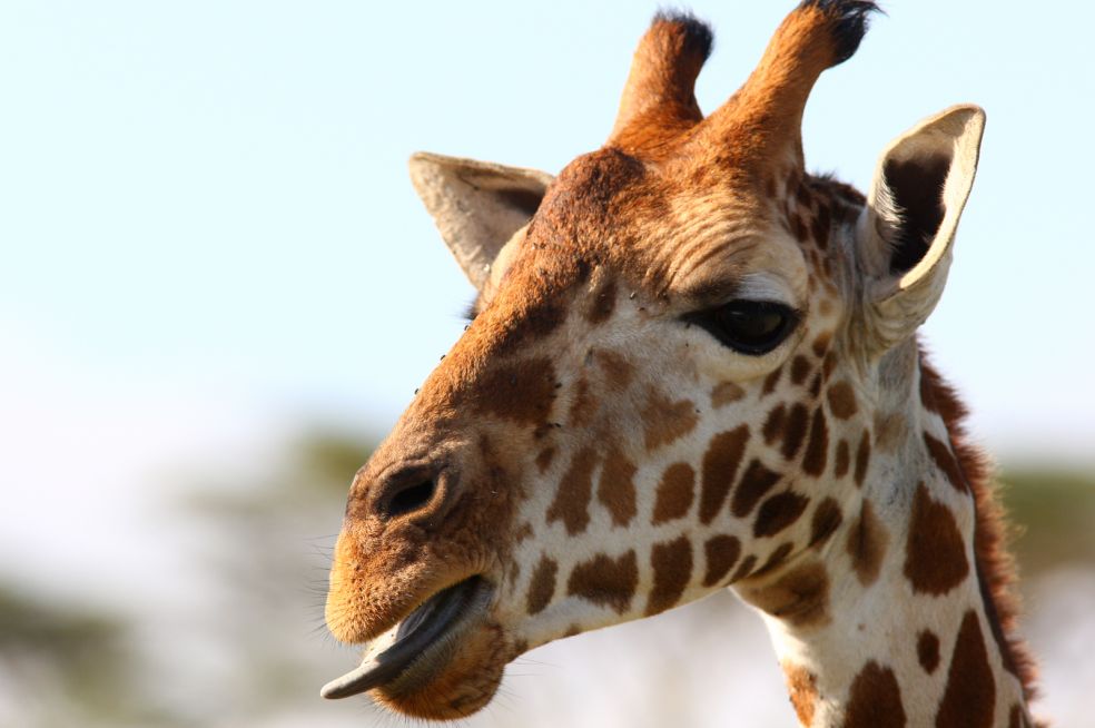 Откуда шея у жирафа