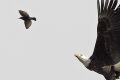 Охота белоголового орлана (фото)