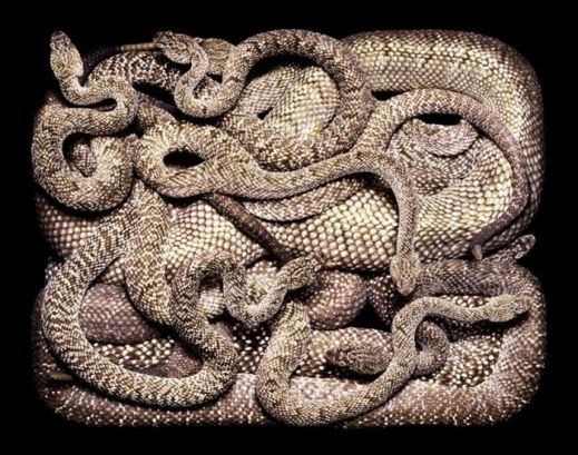 Змеи и искусство