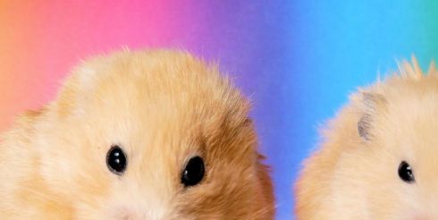 Любителям домашних животных на заметку