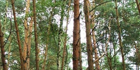 Изогнутая роща