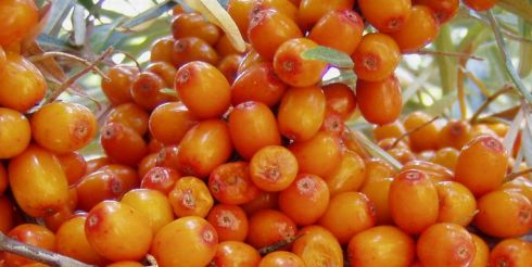 Зеленая золушка