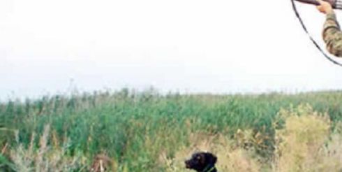 Ружейное масло: российские возможности импортозамещения?