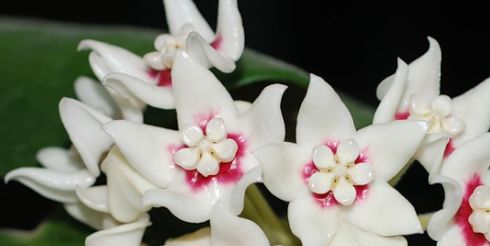 Хойя. Плющ с «восковой» листвой