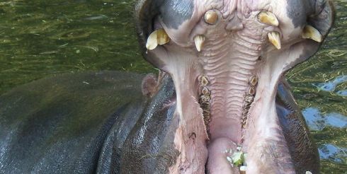 На рынок труда выходит все больше уникальных специалистов: в России наступает эра HiPo-кандидатов