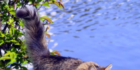 Кошки знают, где находиться счастье. А люди?