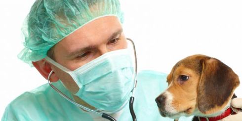 Сколько стоит здоровье домашнего питомца?