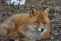 Известная курьерская служба «Фокс-Экспресс» взяла шефство над лисом