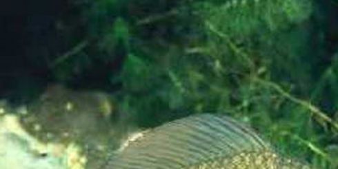 Как кормить карасей в пруду?