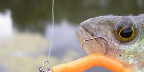 Набор новичка для рыбалки?