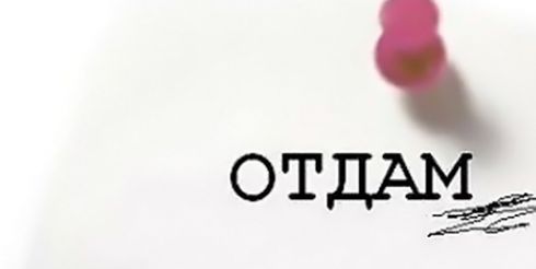 Отдам даром: что чаще всего россияне дарят в Интернете?