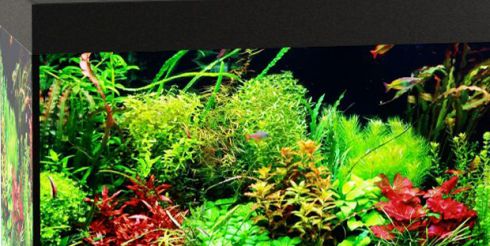 Аквариумы «Биодизайн»: идеальное соотношение цена/качество