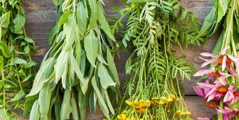 Где купить лекарственные препараты из трав и натуральные лечебные средства?