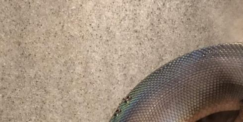 К чему снится ядовитая змея?