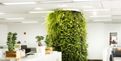 Что такое озеленение офиса?