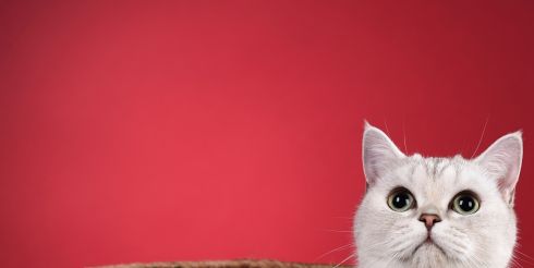 От натуральности до «умных» гаджетов: тренды в индустрии товаров для животных