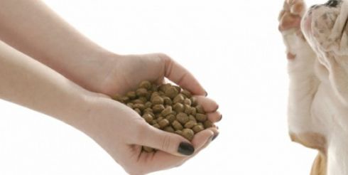 Важность правильного питания для вашего питомца