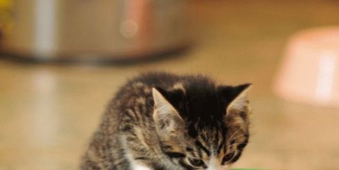 Чем кормить котенка