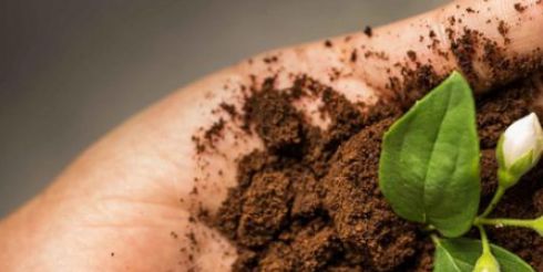 Цветы на кофейной гуще