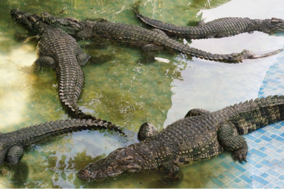 В Сингапуре поразила крокодиловая ферма