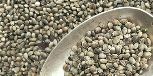 Полезность семян конопли