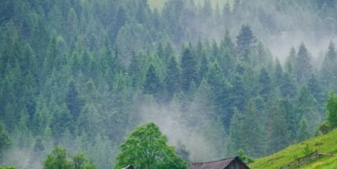 Отдых в Карпатах