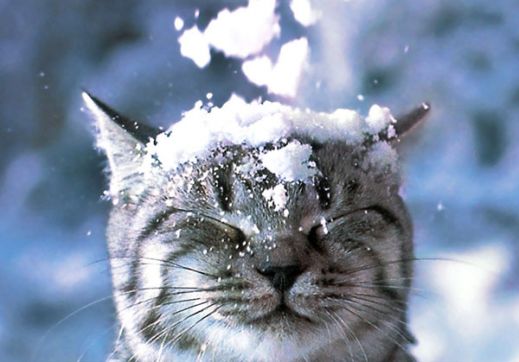 Кошки в снегу