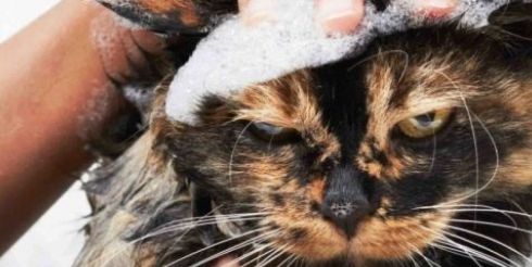 Можно ли использовать собачий шампунь кошкам: важность кошачьей кожи