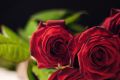 Почему розы — цветы на все случаи жизни?