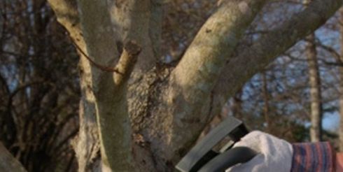 Как подобрать и где выгодно купить цепную пилу?