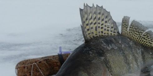 Цикады: описание моделей