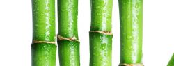 Экстракт бамбука — что в нем содержится, лечебные свойства, показания