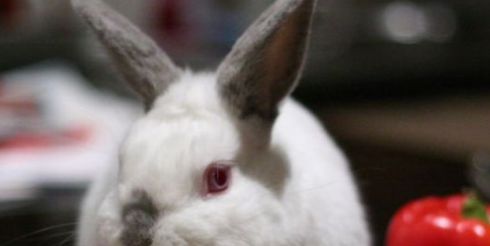 Белый кролик обещает благополучие