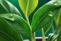 Подкармливание комнатных растений: секрет здоровой и красивой зелени