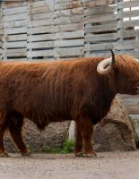 УК «Альфа-Капитал» будет опекать быка Гаврюшу из Московского зоопарка