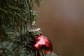 Как выбрать красивую новогоднюю елку: советы при покупке